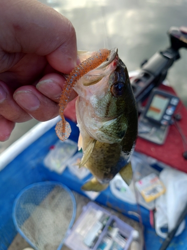 ラージマウスバスの釣果