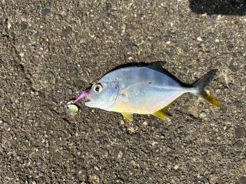 メッキの釣果