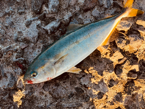 フクラギの釣果