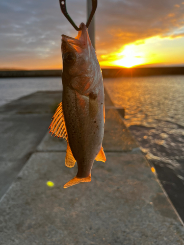 セッパ（マルスズキ）の釣果