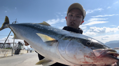 ブリの釣果