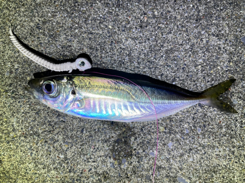 マアジの釣果