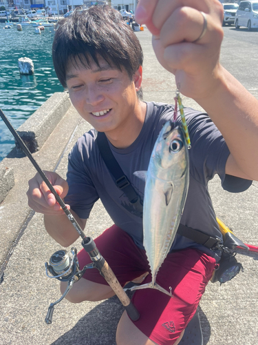 ソウダガツオの釣果