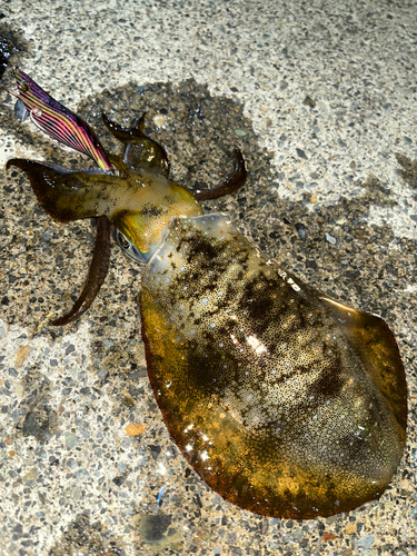 アオリイカの釣果