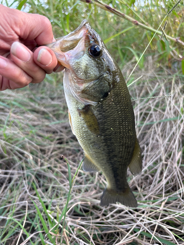 ラージマウスバスの釣果