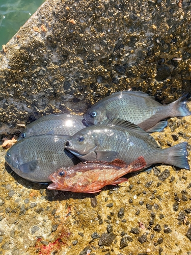 アラカブの釣果