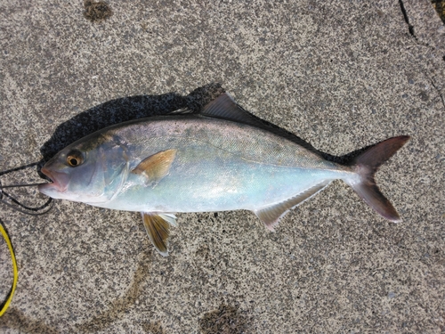 ショゴの釣果