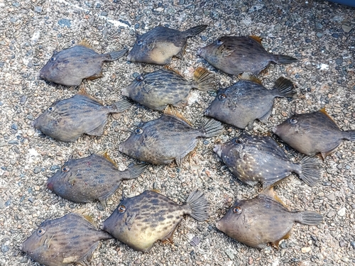 カワハギの釣果