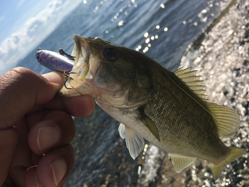 釣果