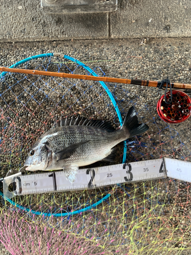 クロダイの釣果