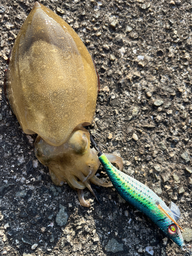 コウイカの釣果