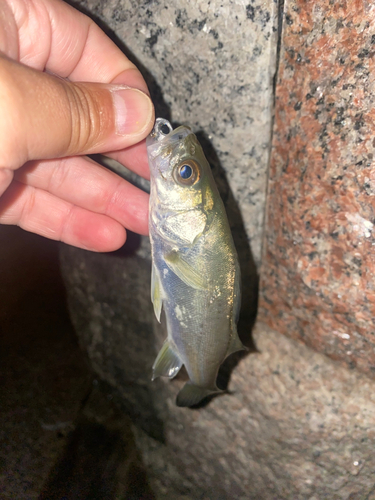 セイゴ（マルスズキ）の釣果