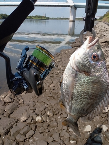 セイゴ（タイリクスズキ）の釣果