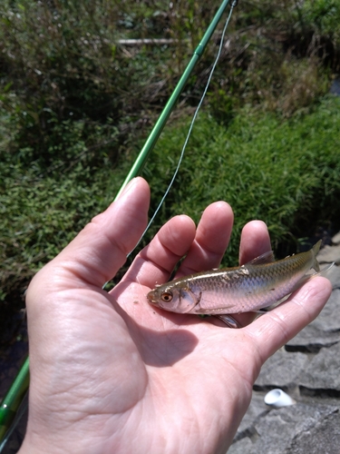 オイカワの釣果