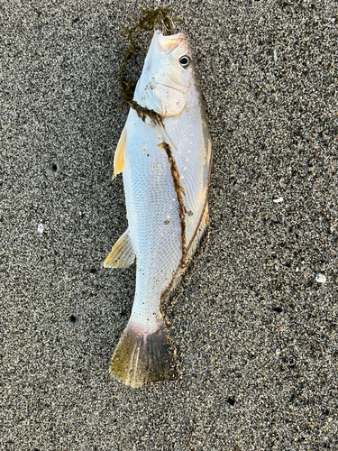 ニベの釣果