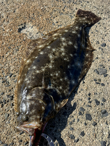 ヒラメの釣果