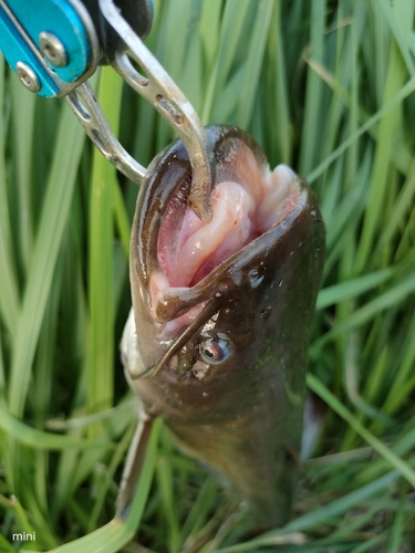 ナマズの釣果