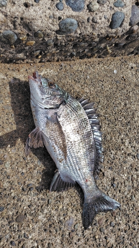 クロダイの釣果