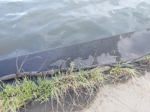 アメリカナマズの釣果