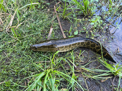 くじら池