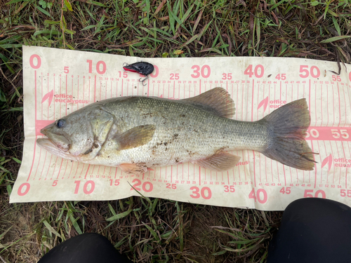 ラージマウスバスの釣果