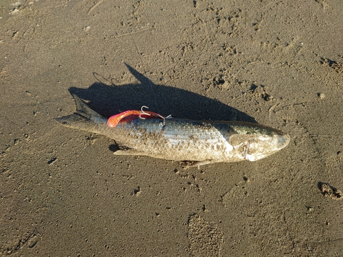 ボラの釣果