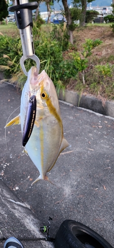 カンパチの釣果