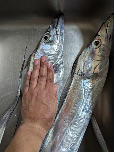 タチウオの釣果