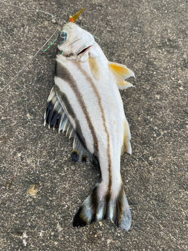 コトヒキの釣果