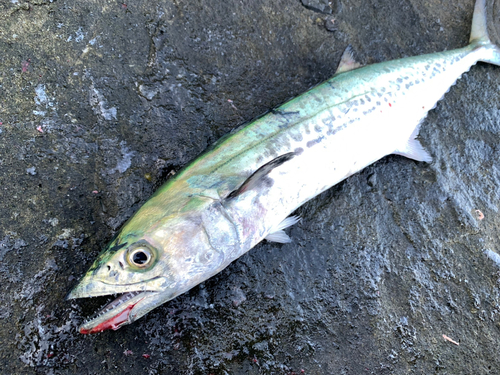 サゴシの釣果