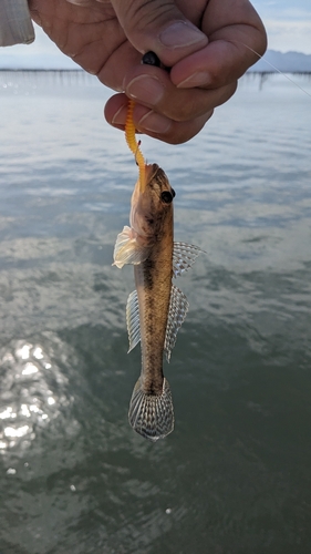 ハゼの釣果