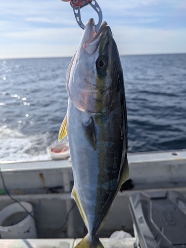 イナダの釣果