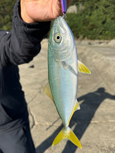 ツバスの釣果