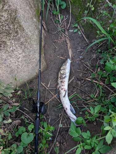 ニゴイの釣果