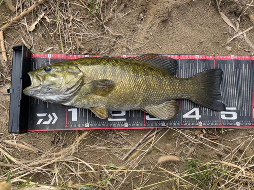 スモールマウスバスの釣果