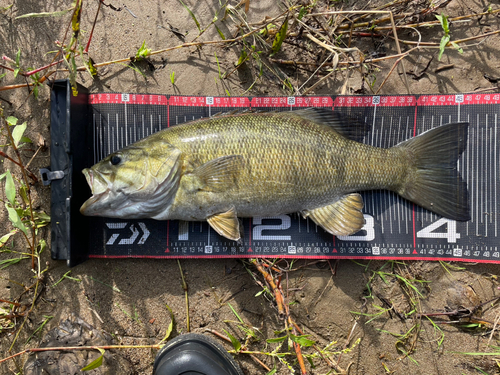 スモールマウスバスの釣果