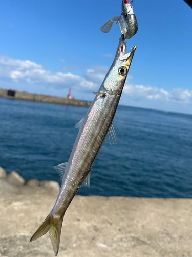 アカカマスの釣果