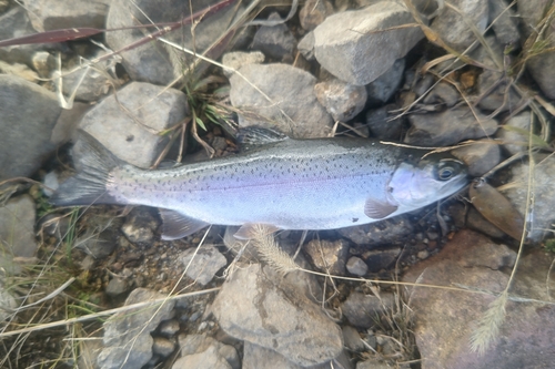 ニジマスの釣果