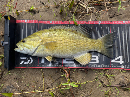 スモールマウスバスの釣果