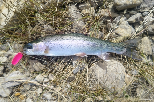 ニジマスの釣果