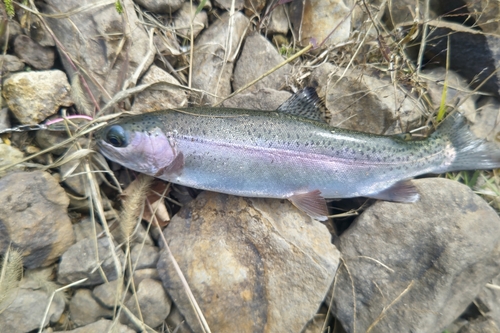 ニジマスの釣果