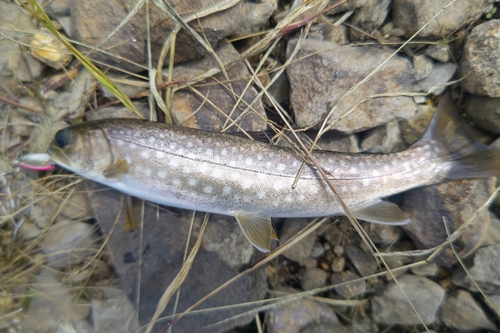 アメマスの釣果