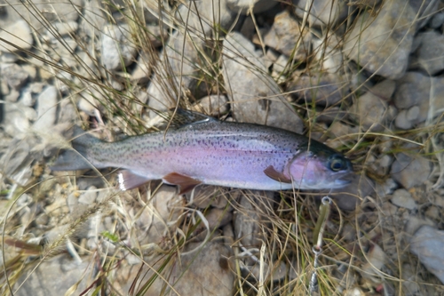 ニジマスの釣果