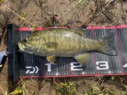 スモールマウスバスの釣果