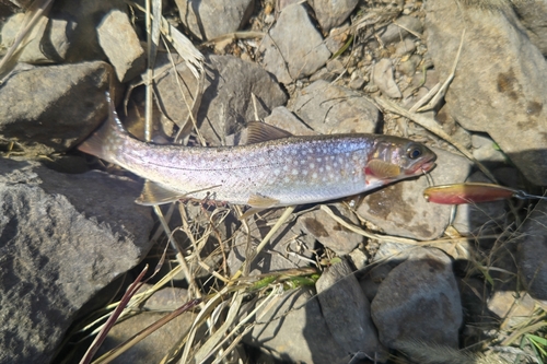 アメマスの釣果