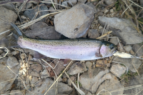 ニジマスの釣果