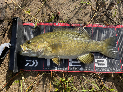 スモールマウスバスの釣果