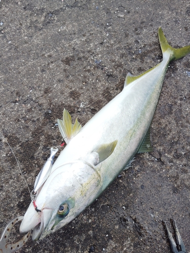 イナダの釣果