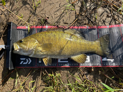 スモールマウスバスの釣果