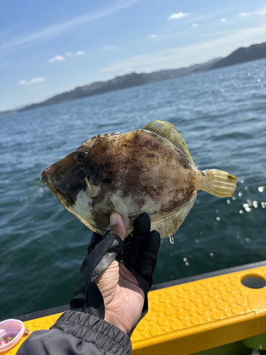 カワハギの釣果